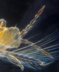 Frankliniella