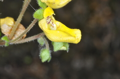 Calceolaria parviflora