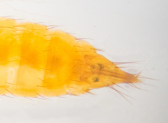 Frankliniella
