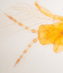 Frankliniella