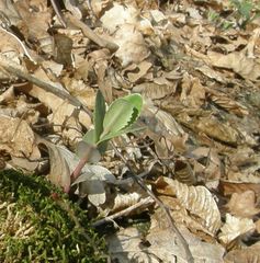 Hylotelephium maximum maximum