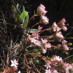 Sedum goldmanii