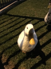 Anas platyrhynchos domesticus