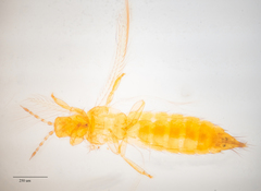 Frankliniella