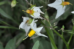 Solanum chacoense