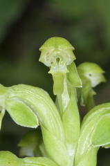 Habenaria hexaptera