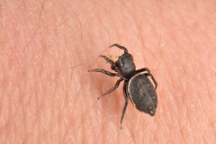 Heliophanus lineiventris