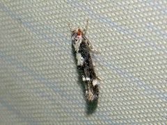 Mompha conturbatella