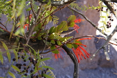 Tristerix verticillatus