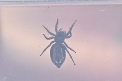 Heliophanus lineiventris