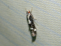 Mompha conturbatella