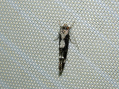 Mompha conturbatella