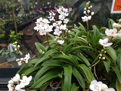 Sarcochilus hartmannii