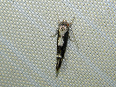 Mompha conturbatella