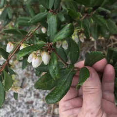 Pieris phillyreifolia
