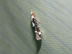 Mompha conturbatella