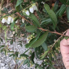 Pieris phillyreifolia
