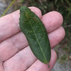 Pieris phillyreifolia
