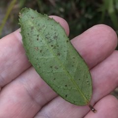 Pieris phillyreifolia