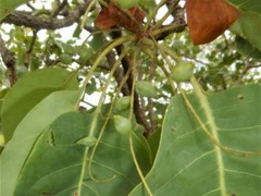 Terminalia ferdinandiana