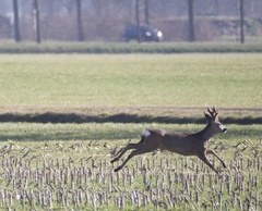 Capreolus capreolus