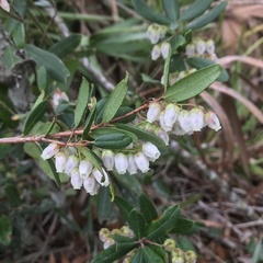 Pieris phillyreifolia