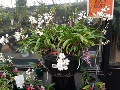 Sarcochilus hartmannii