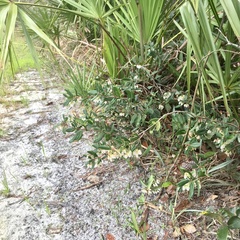 Pieris phillyreifolia