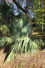 Sabal palmetto palmetto