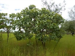 Terminalia ferdinandiana