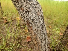 Terminalia ferdinandiana