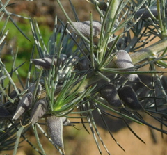 Aspalathus florifera