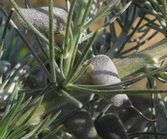 Aspalathus florifera