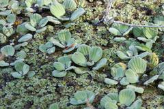 Pistia stratiotes image