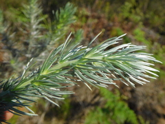 Aspalathus florifera