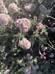 Eriogonum fasciculatum polifolium
