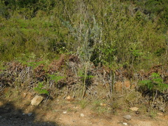 Aspalathus florifera