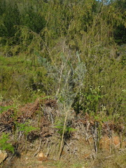 Aspalathus florifera