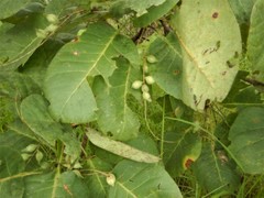 Terminalia ferdinandiana