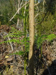 Aspalathus florifera