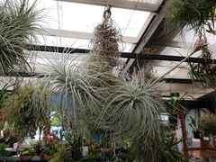 Tillandsia tectorum
