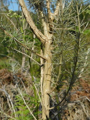 Aspalathus florifera