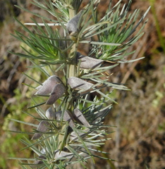 Aspalathus florifera