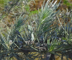 Aspalathus florifera