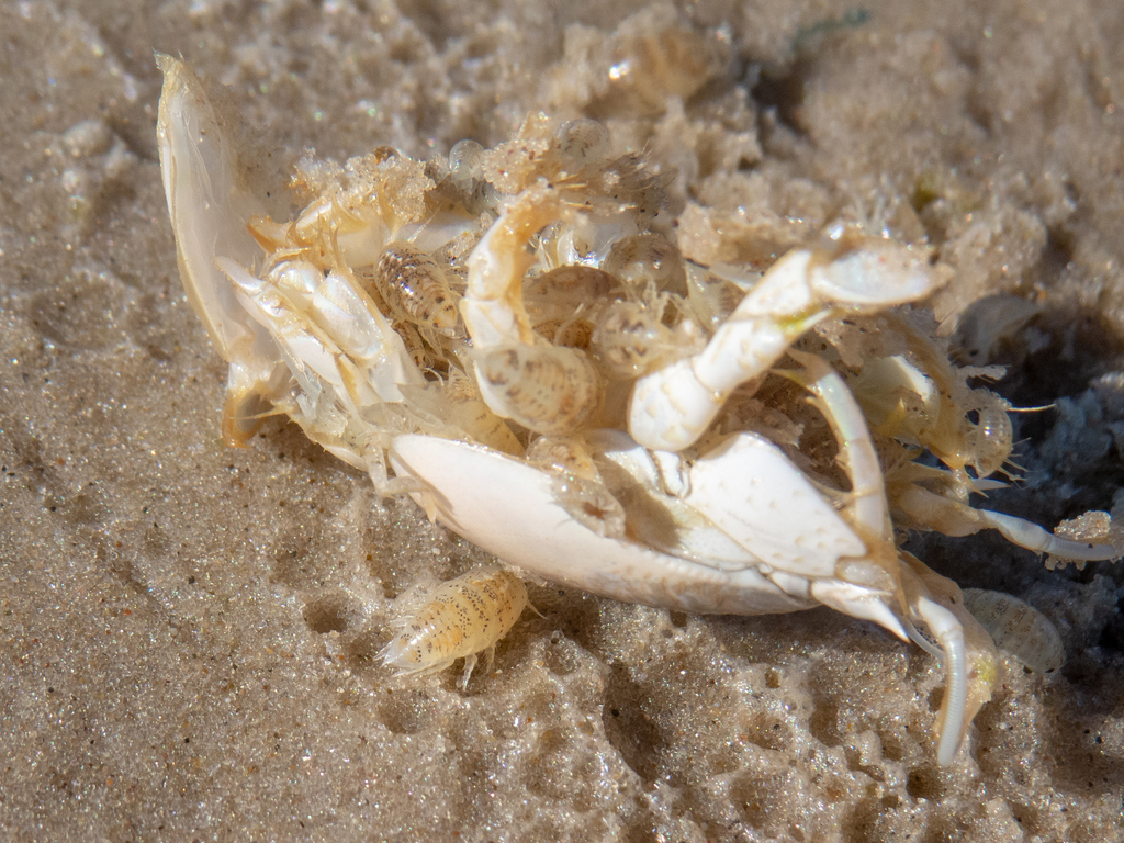 Fish-associated Isopods from Tramandaí, RS, Brasil on February 21, 2021 ...