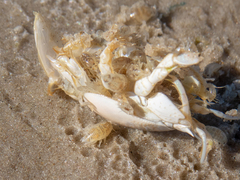 Cymothoida
