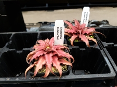Cryptanthus bivittatus