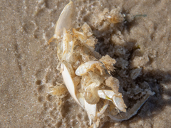 Cymothoida