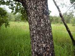 Terminalia ferdinandiana