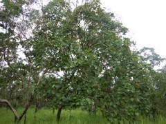 Terminalia ferdinandiana